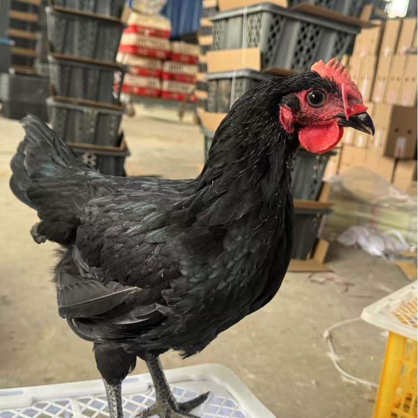 黑土 整鸡 鸡肉  包邮 2.斤 1只