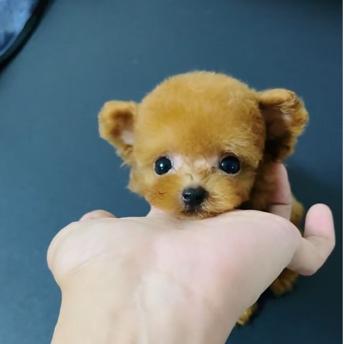 （a浩私宠）狗狗活体