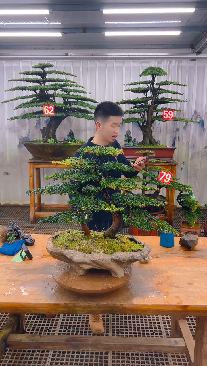 无花朵白*水精品盆景直播间一物一拍