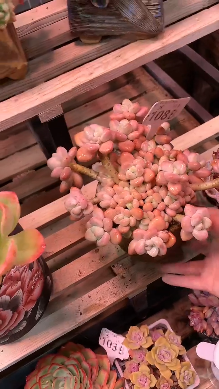 【闪购商品】108BBB