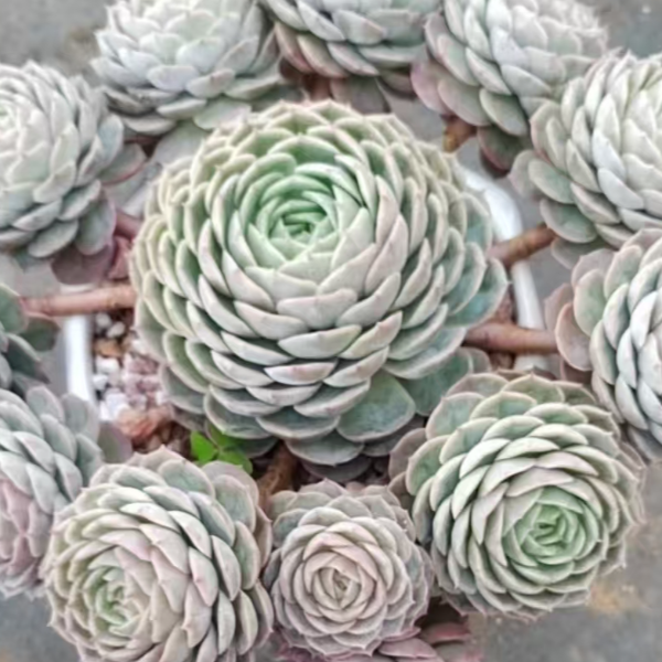 昂斯诺好看好养室内室外盆栽绿植多肉植物           