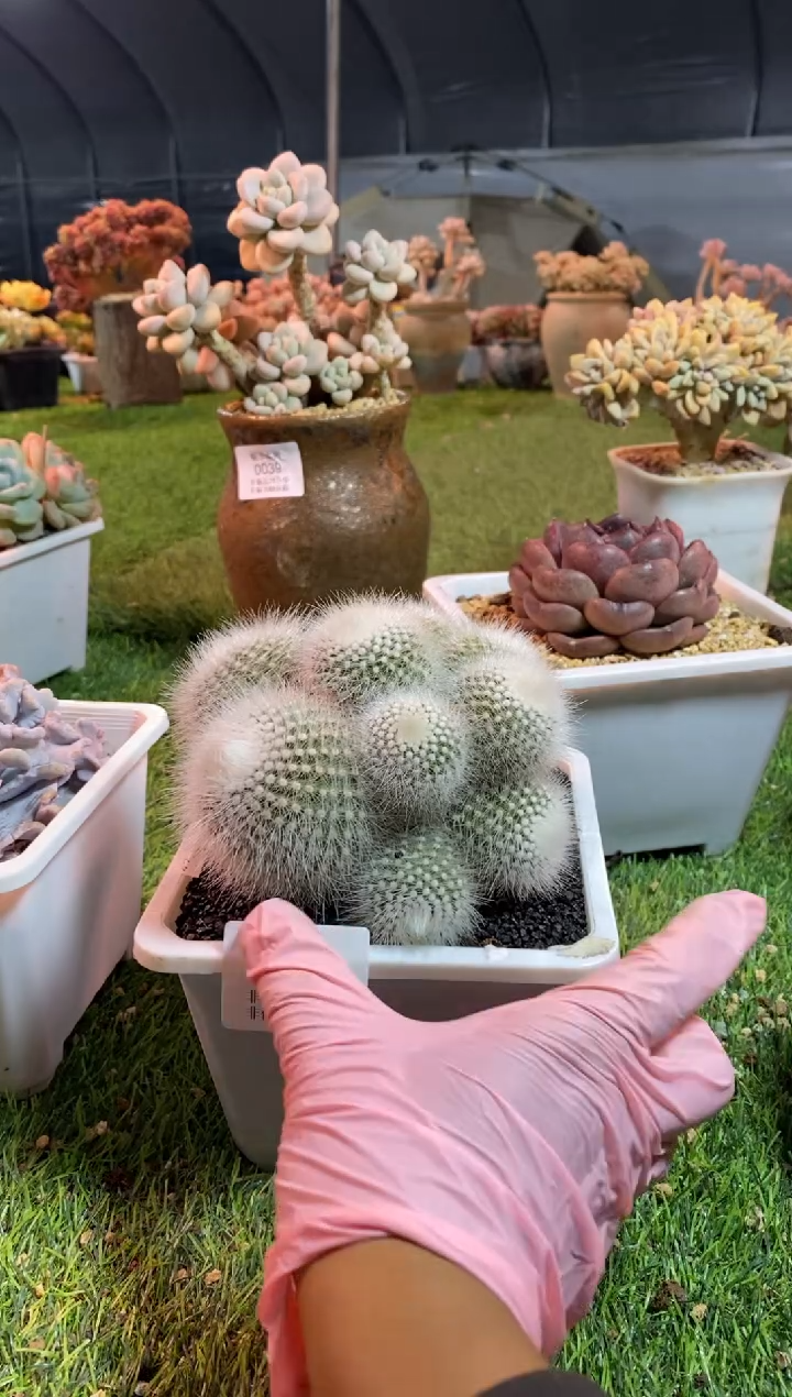 【闪购商品】0040a