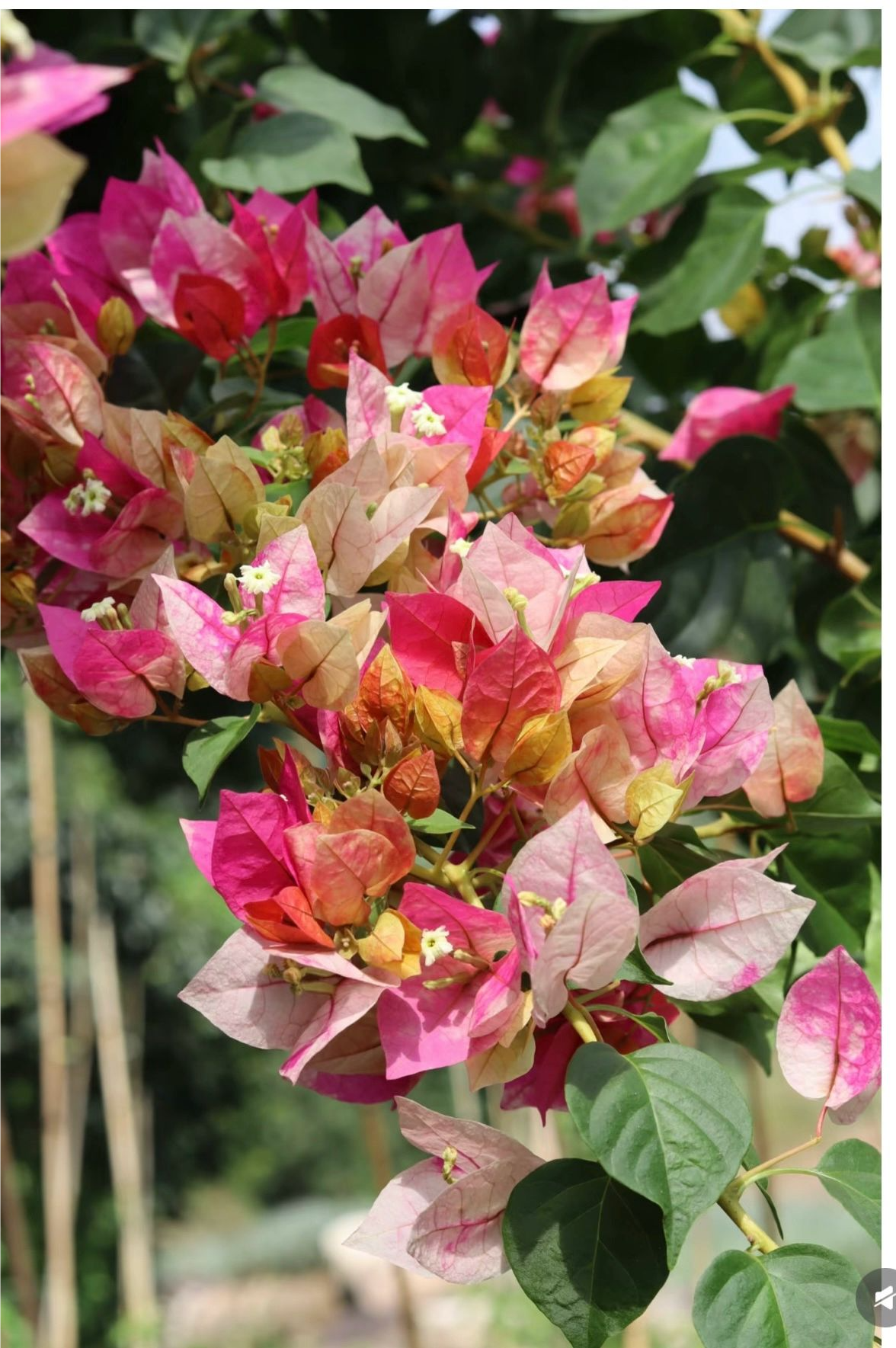 金娆原生盆苗三角梅勤花品种