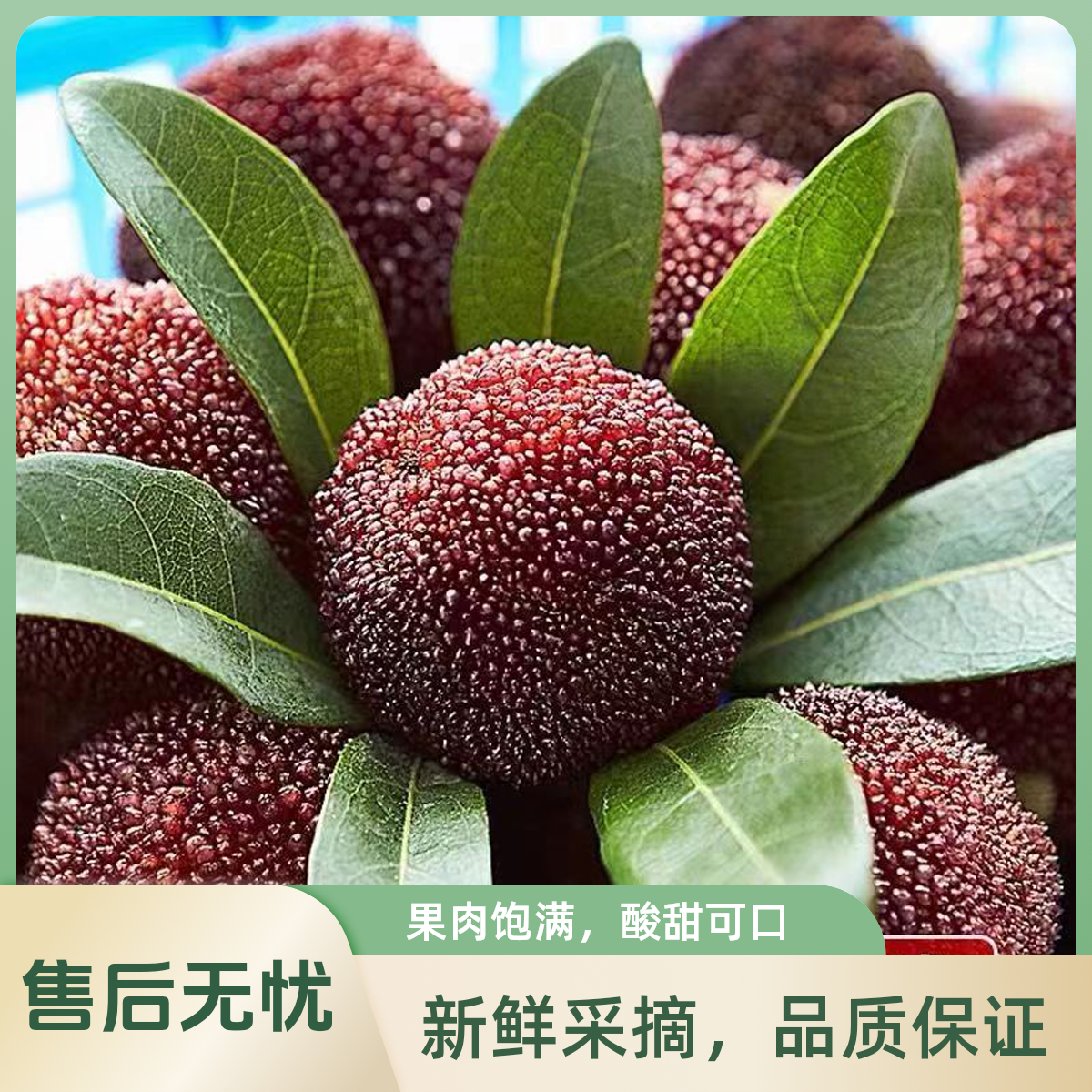 【仙居精品荸荠黑炭杨梅】顺丰冷链空运 现采现摘现发 蓝装 颗粒装 单果7-15g不等 老人小孩孕妈妈皆宜 浙江省