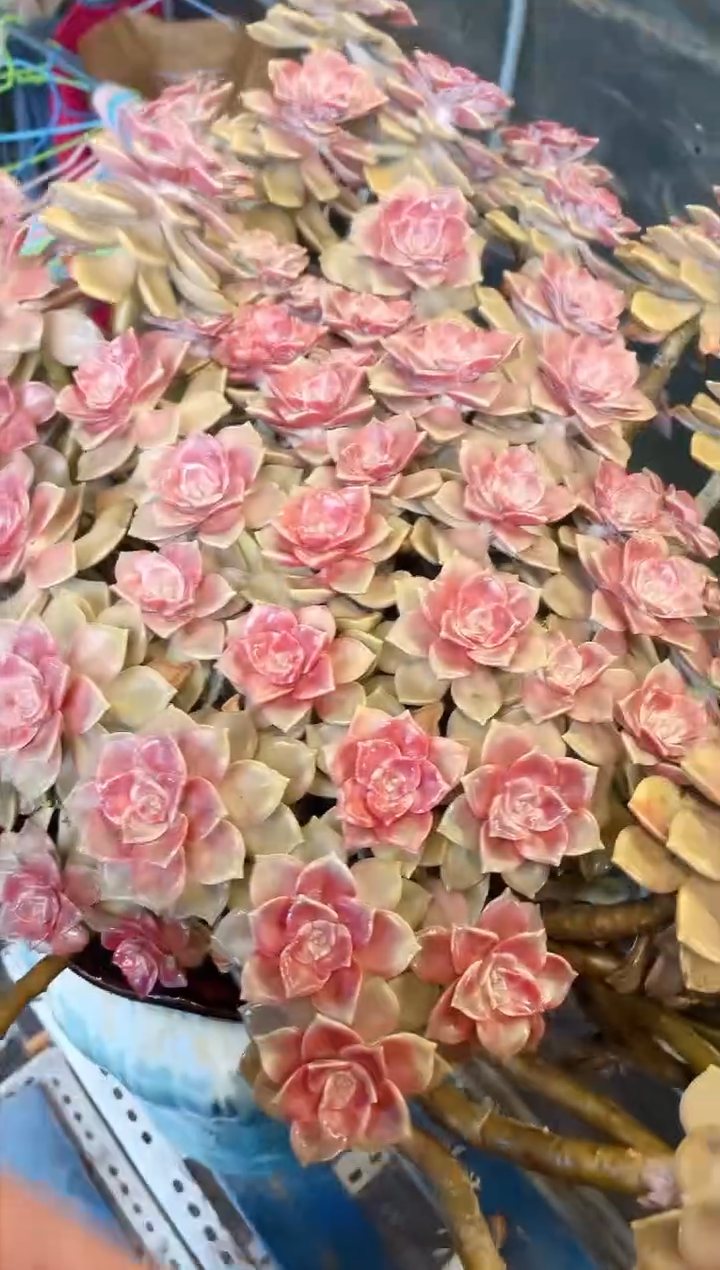 【闪购商品】特大紫乐 一物一拍 物流自理