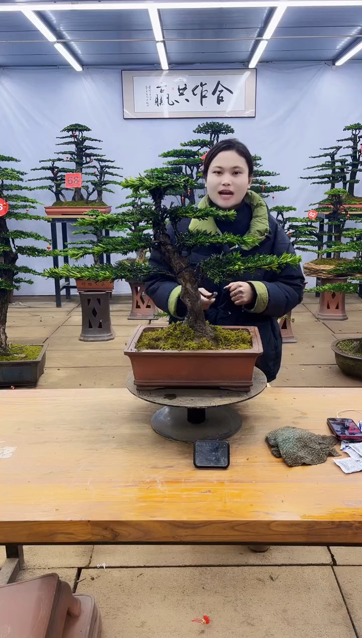 【闪购商品】高端盆景一物一拍，所见即所得