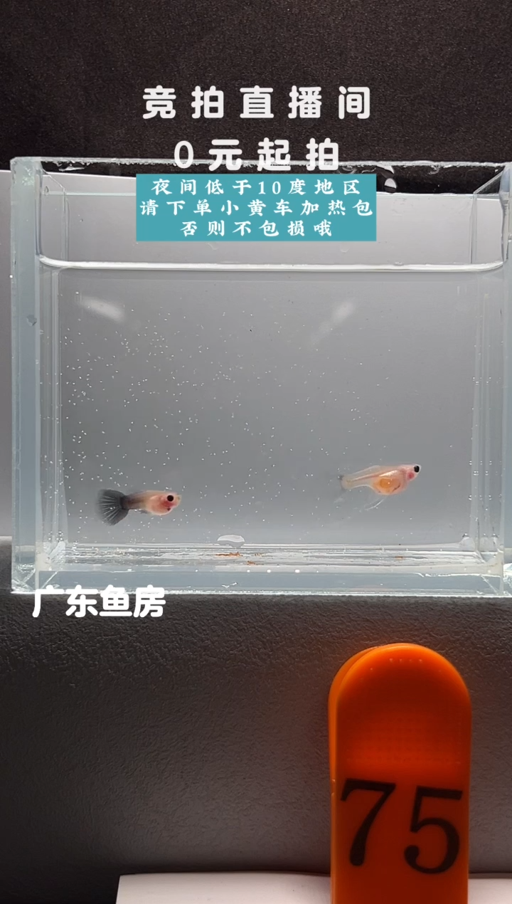 孔雀鱼超透C玻璃猫一对编号75