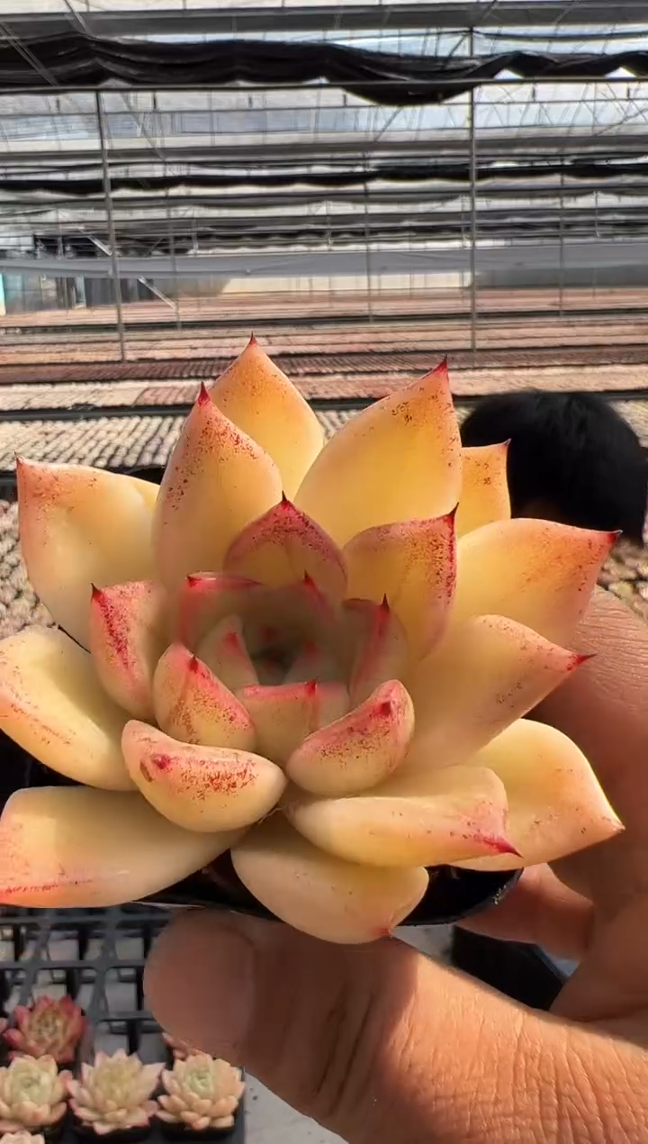 【闪购商品】绮丽-16