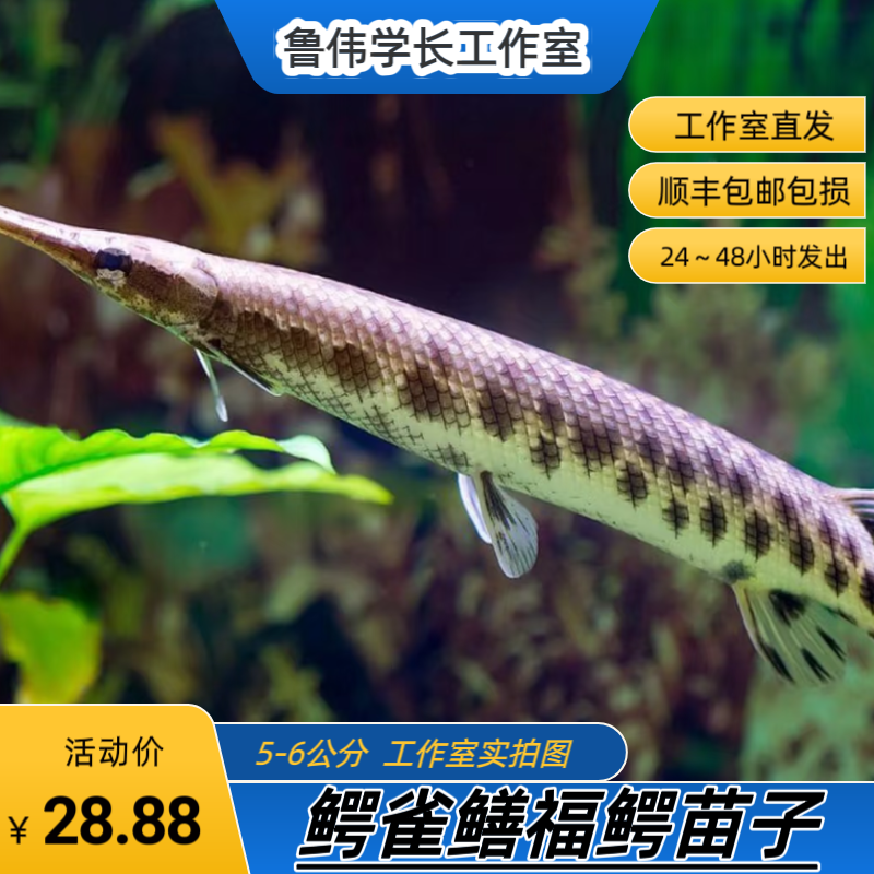 鳄雀鳝福鳄苗子观赏鱼热带鱼