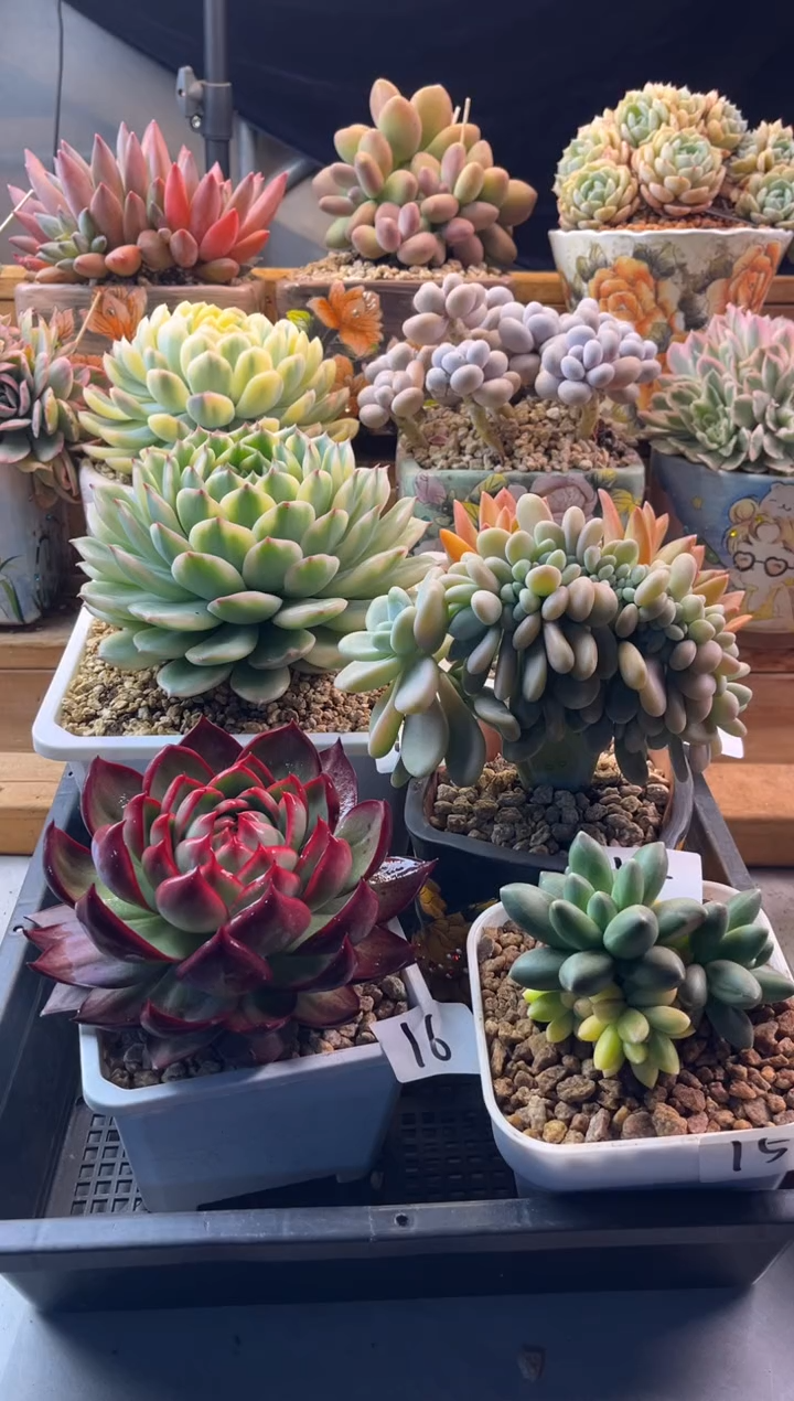 16惊鸿仙子11111111111111