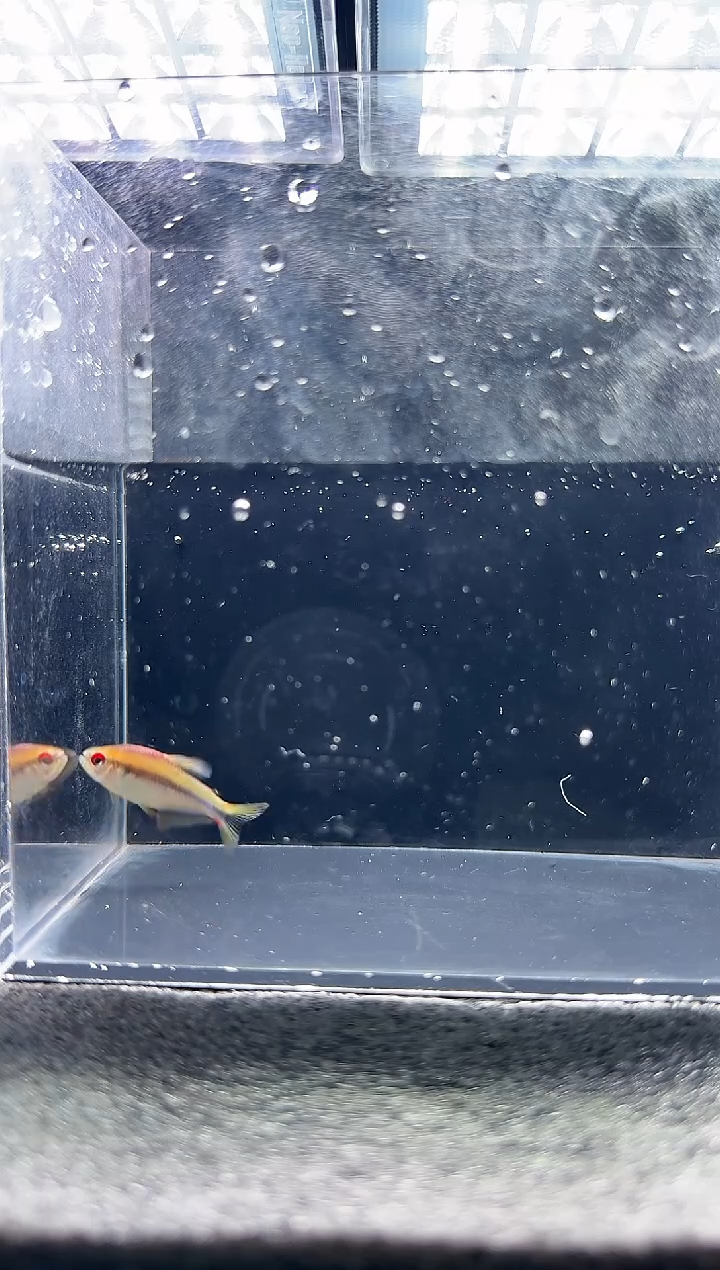 灯科鱼Z**～彩虹魔鬼