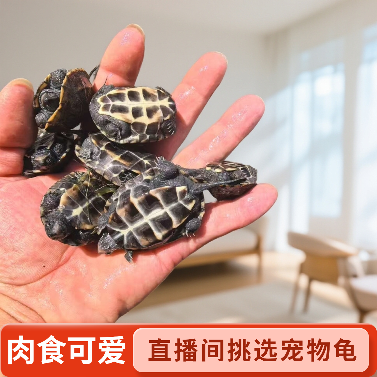 【鼎级7天售后无忧】直播间挑选宠物龟活体宠物龟