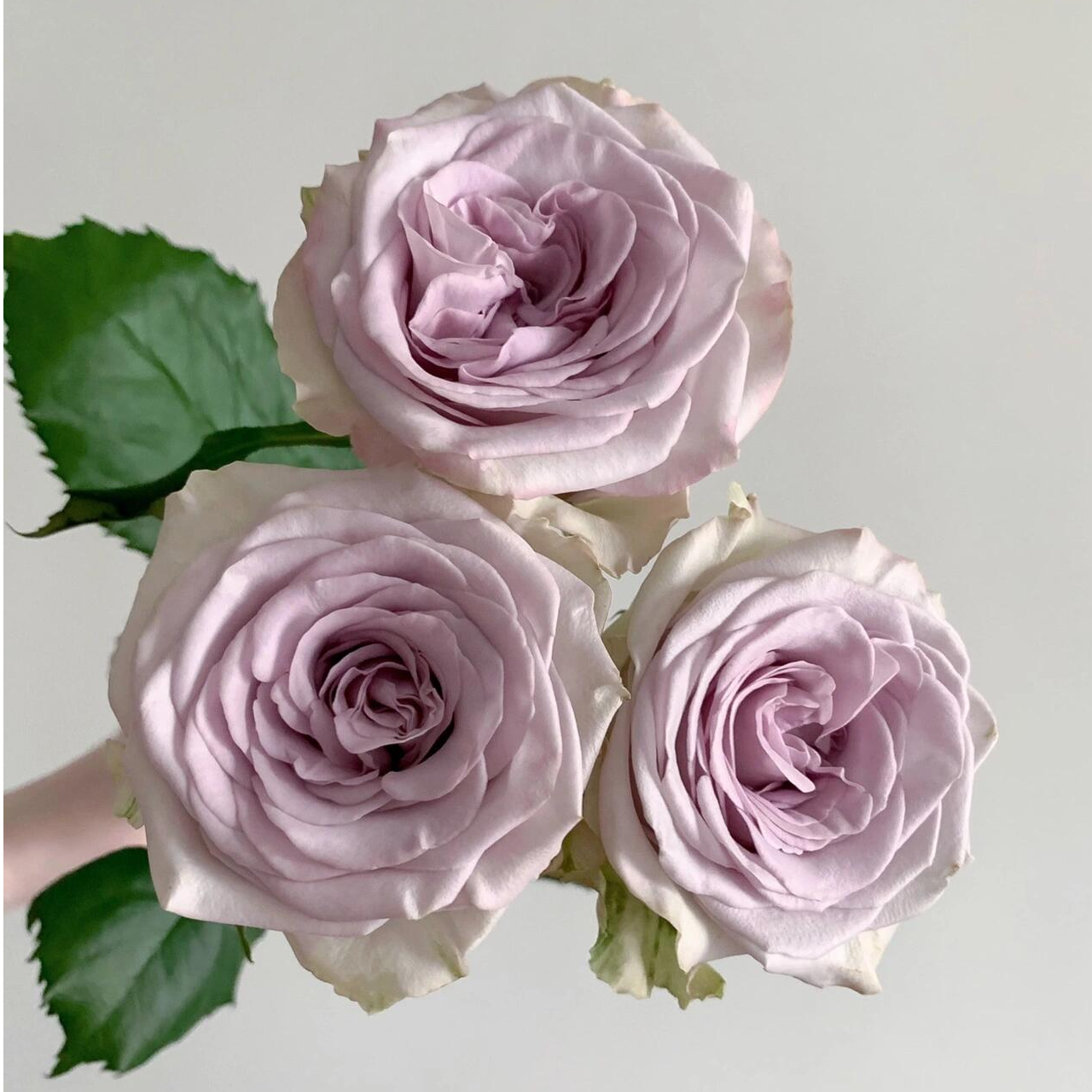 顺丰次日达【 10支  海洋之心紫玫瑰】任意两单以上鲜花任意两单顺丰送货上门+送配草一扎（今日下单明日到达）