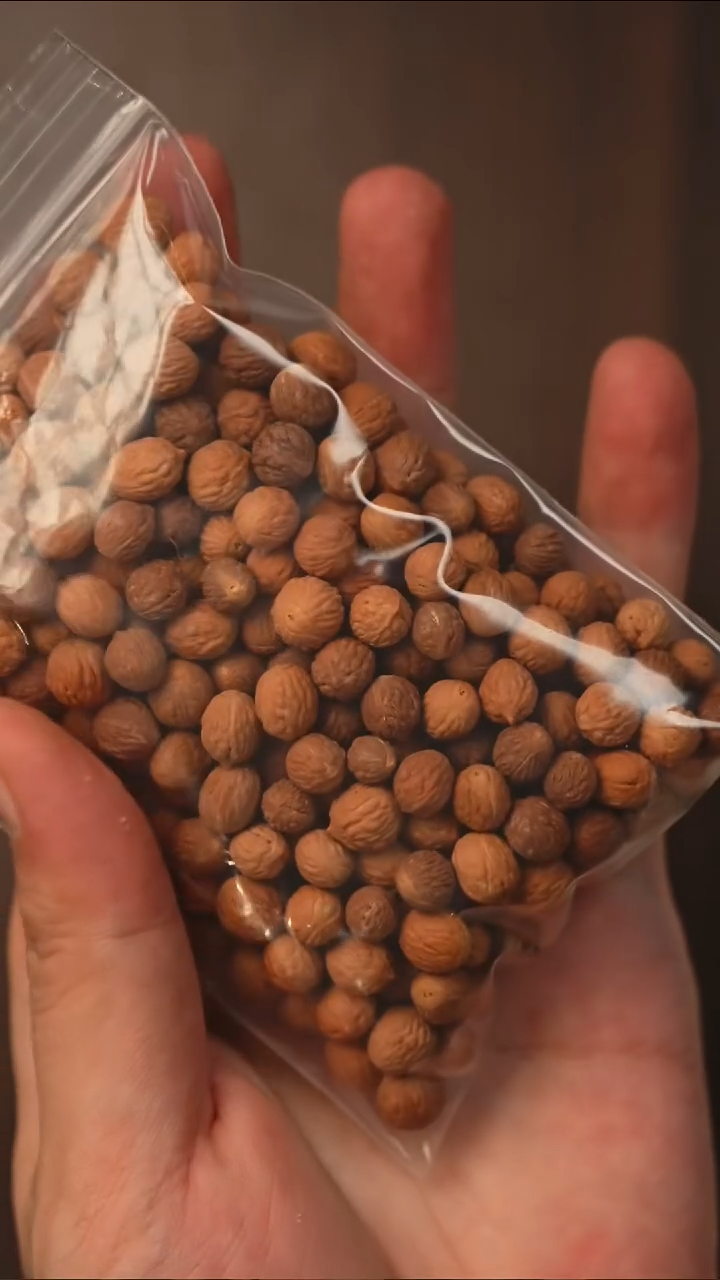 把件凤眼菩提S13酸枣核散籽