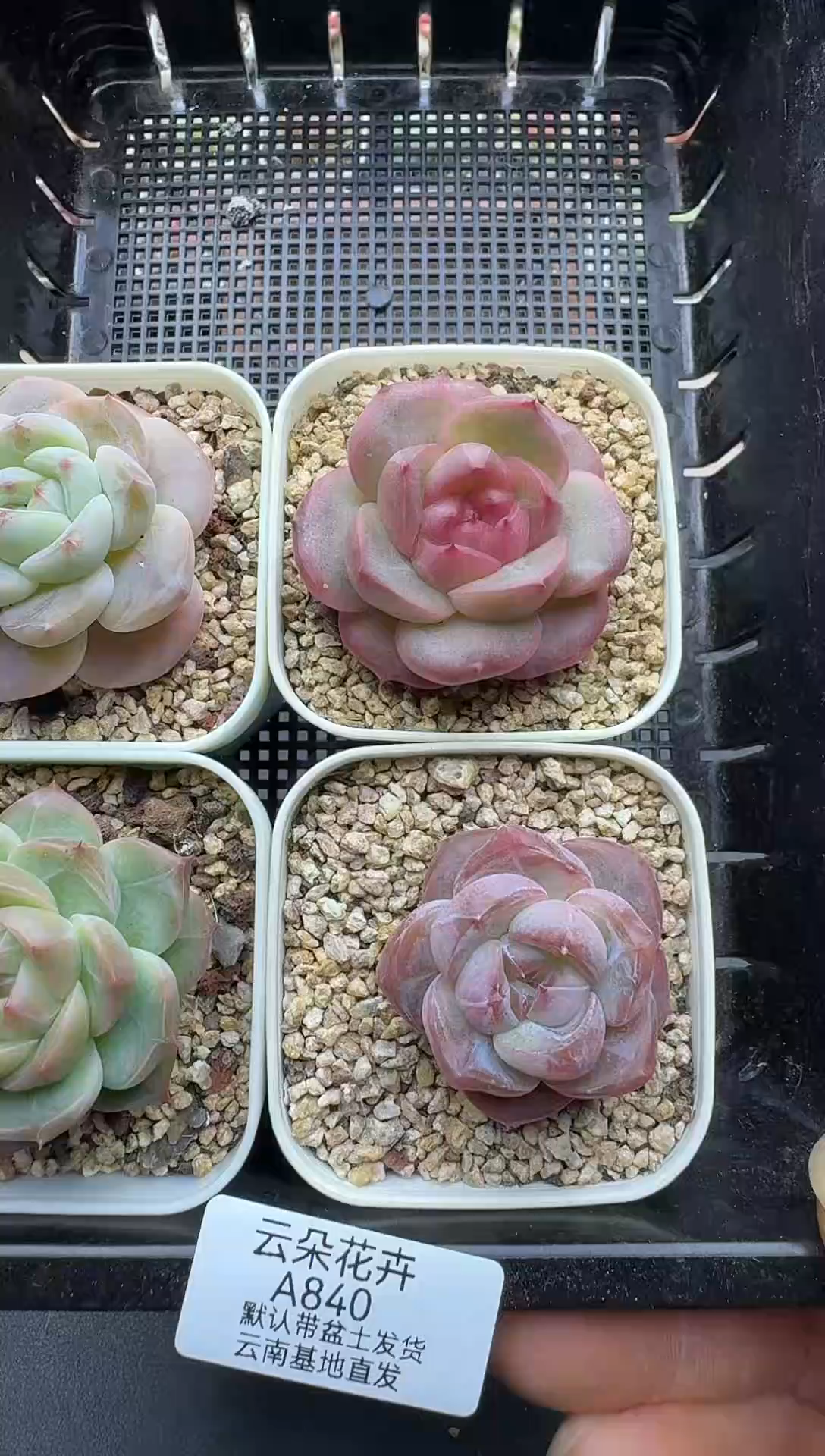 珍妮杂交多肉A840