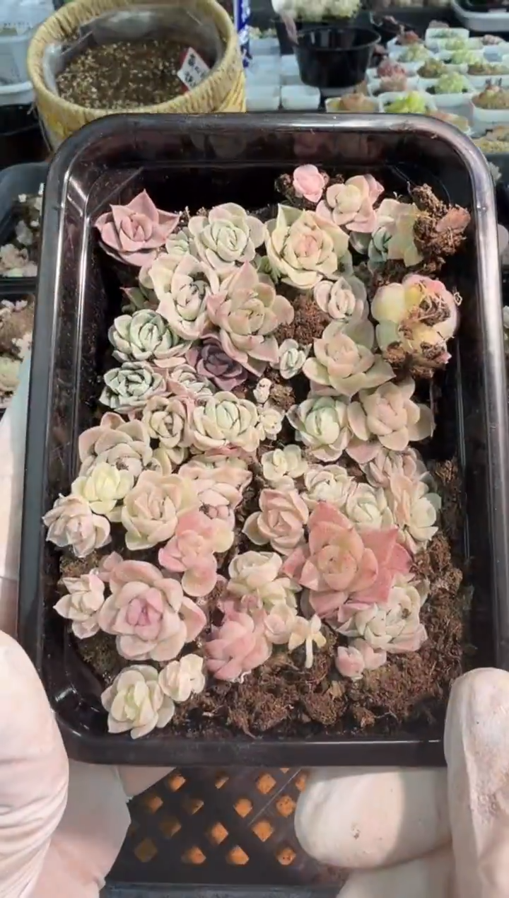 女王B切糕1盒 量拍混发