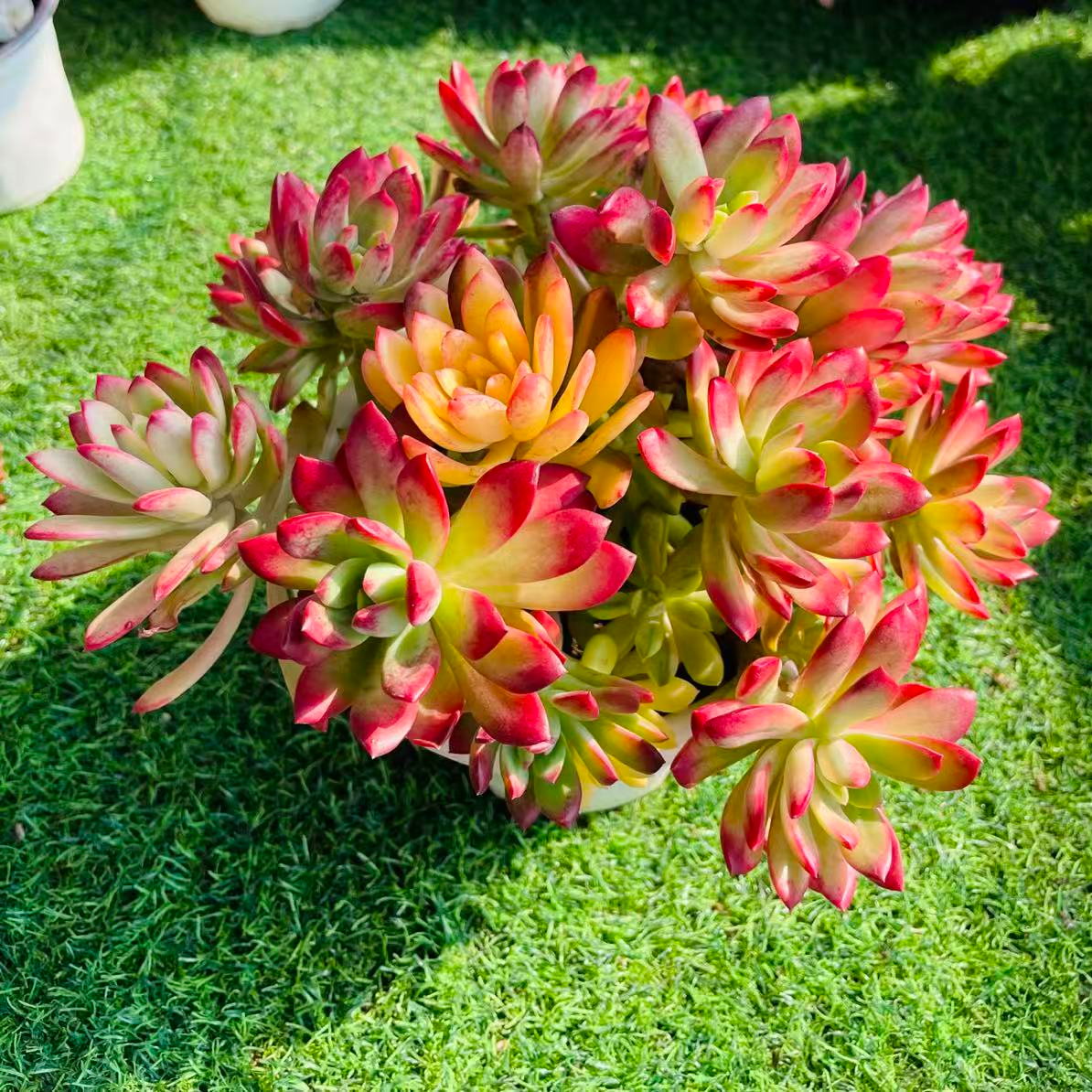【老桩叮当锦】脱土  新手好养  多肉植物  阳台  露养
