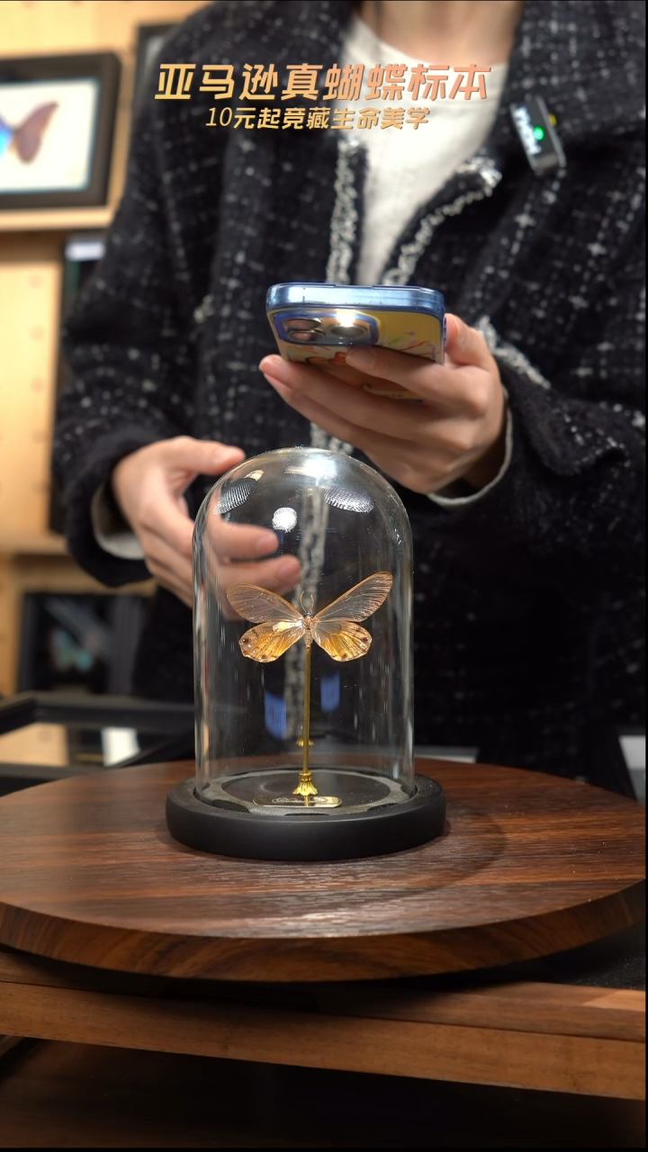 黄晶眼蝶小号玻璃罩