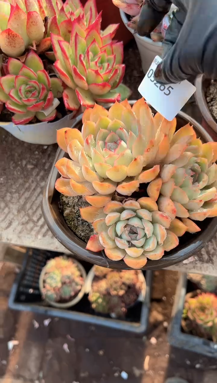 红*多肉植物一物一拍03265