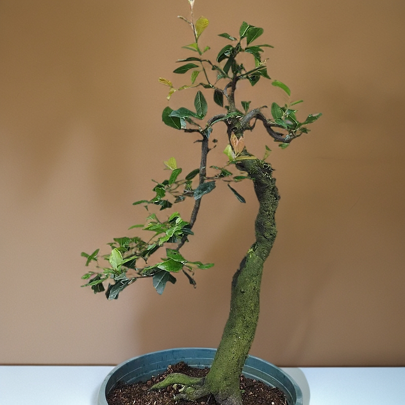 灌木金弹子盆景素材（补价专用）