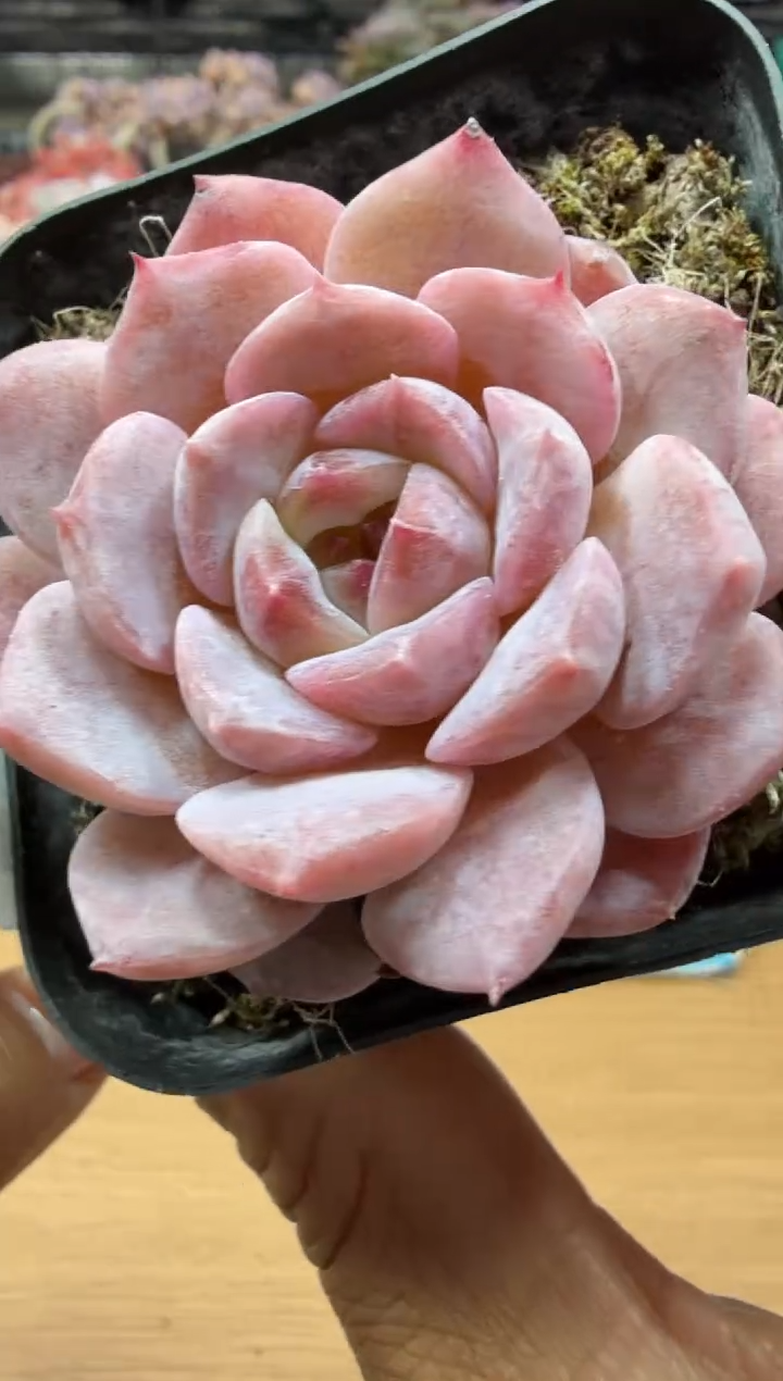 东云多肉园二店-19