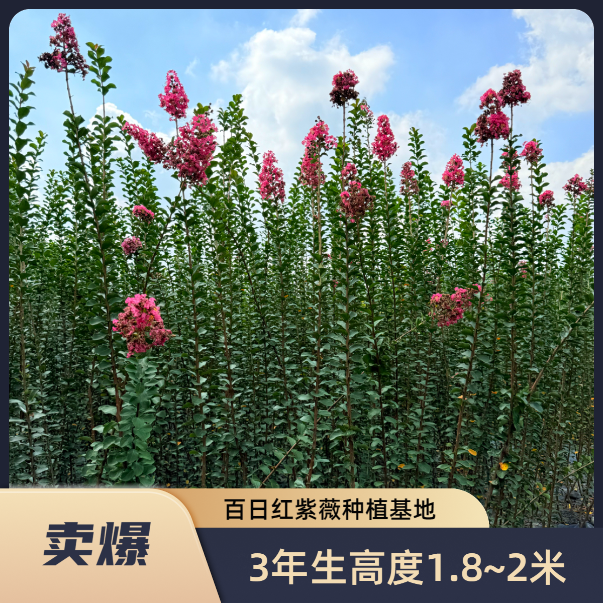 川红小叶紫薇苗  又名百日红、玫瑰红紫薇、国旗红