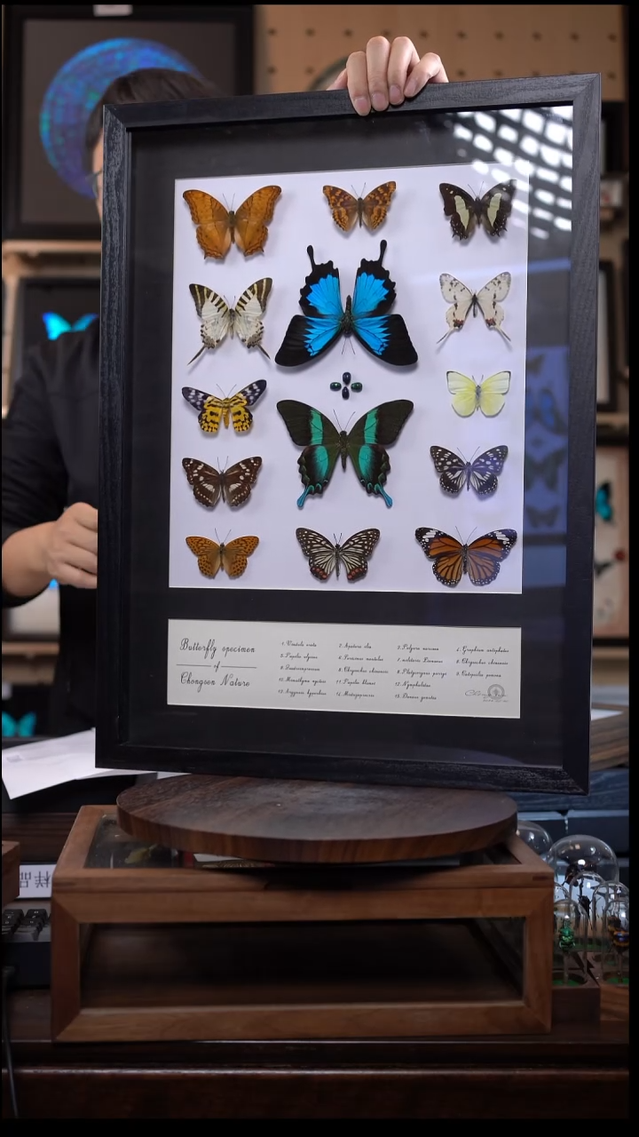 蝴蝶标本摆件竞拍i149