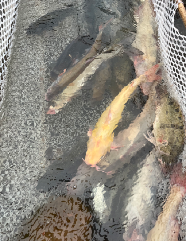 盲竿活鱼现杀顺丰生鲜不支持七天无理由拦截拒收生态散养介意勿拍