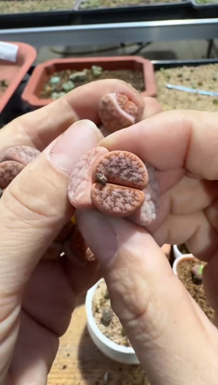 【闪购商品】7-589