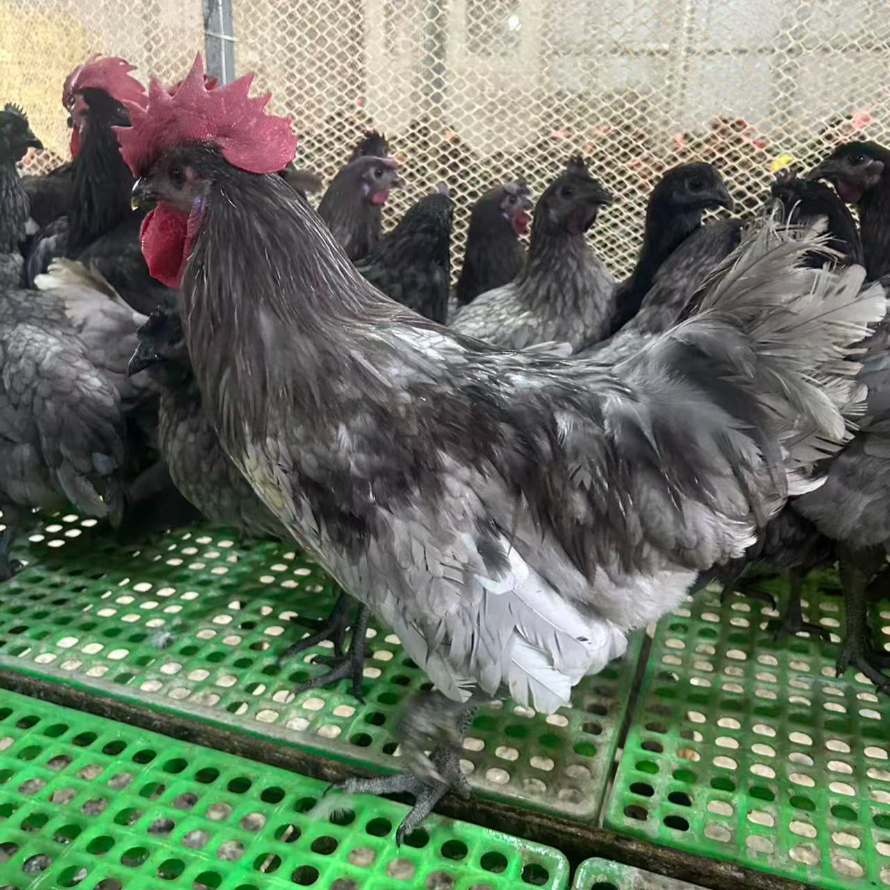 宠物鸡高山散养瓦灰鸡长尾鸡颜值高好养活2.5斤左右发货