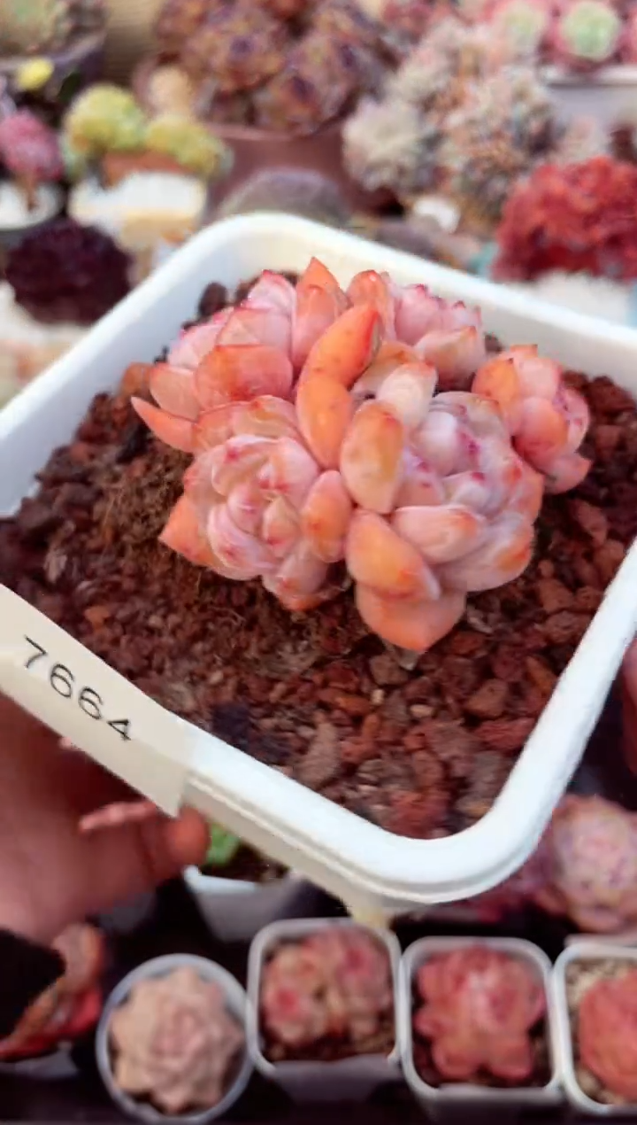 【闪购商品】7664群生星影橙多肉