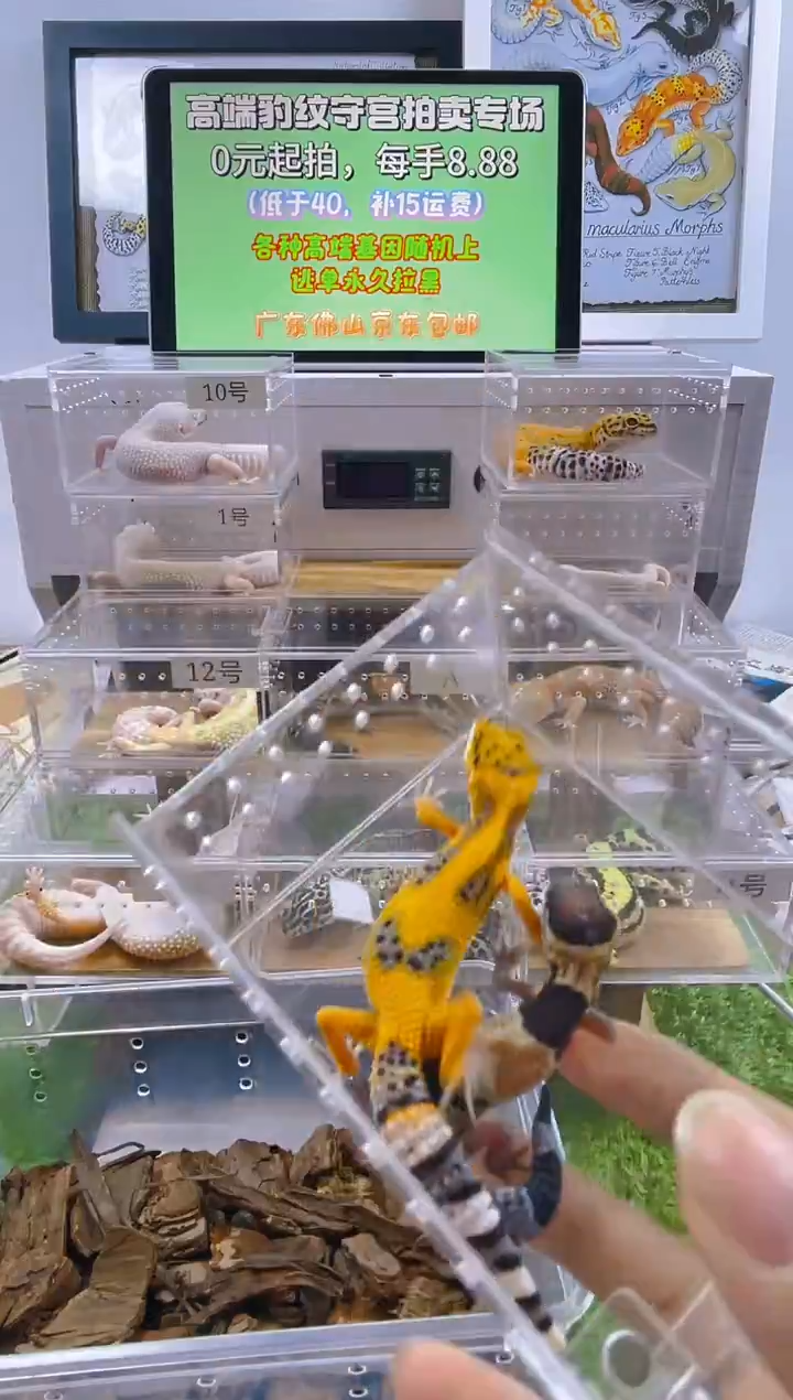 豹纹守宫豹纹守宫苗子亚成成体肥尾