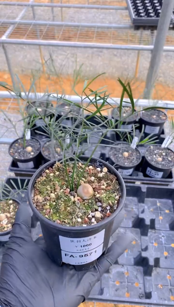 【闪购商品】狭羽大泽米FA-9571