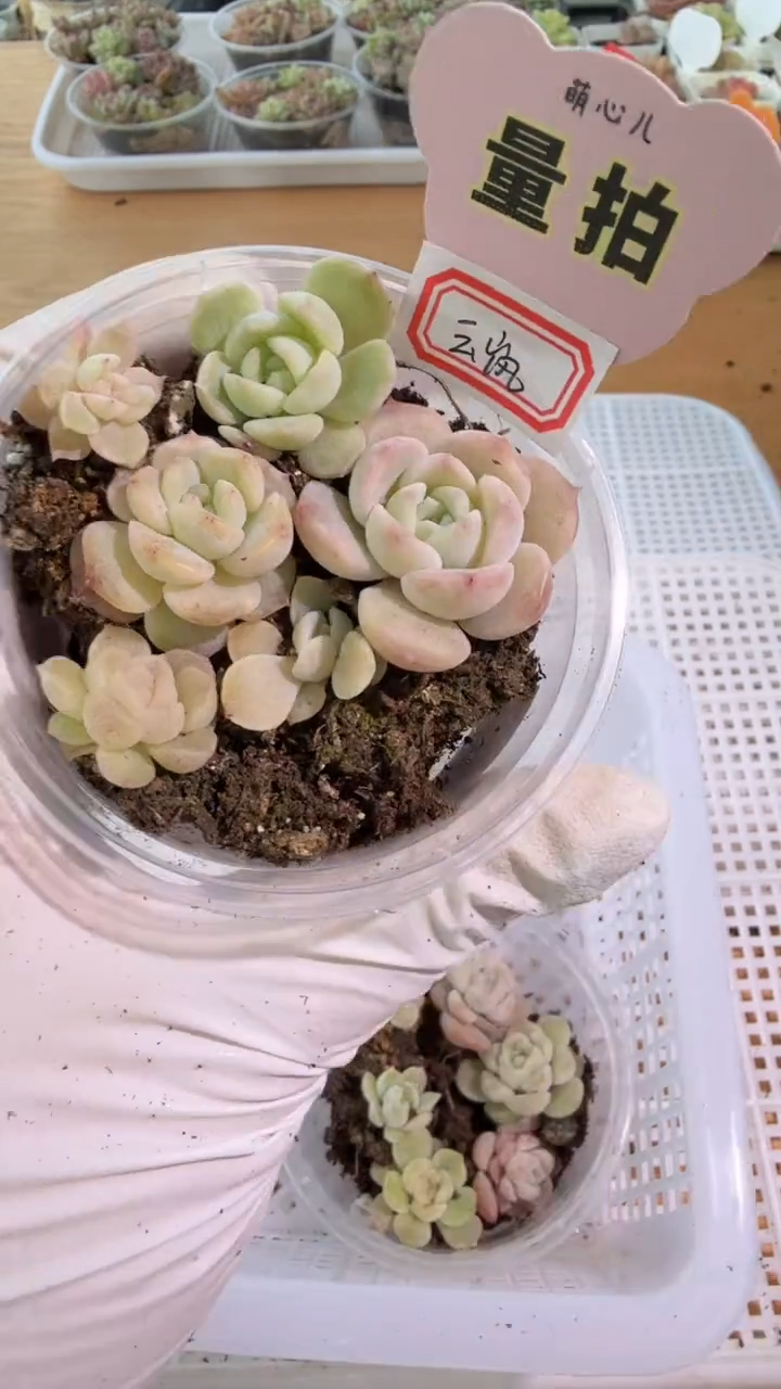 云岚小圆盒1盒 5颗量拍多肉植物