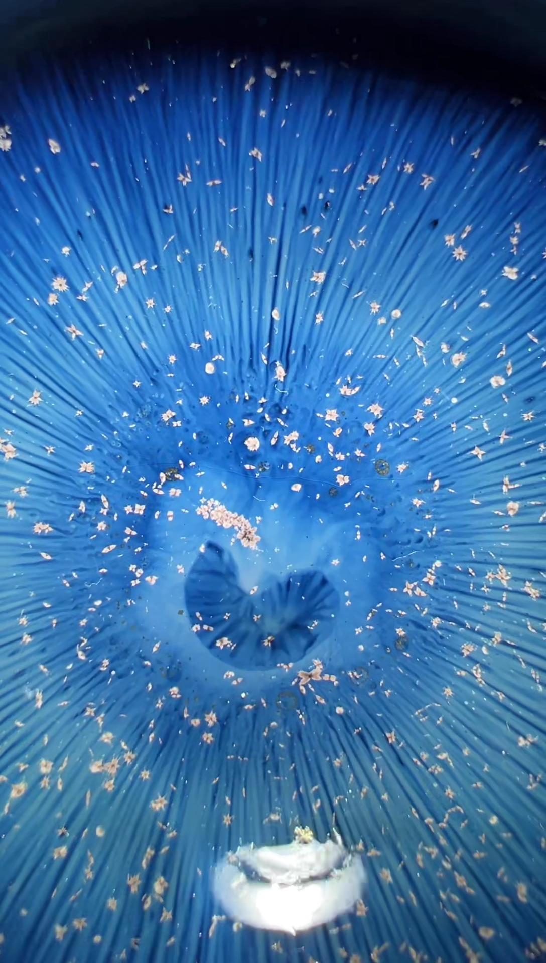 【闪购商品】茶盏28@建窑建盏李光熙