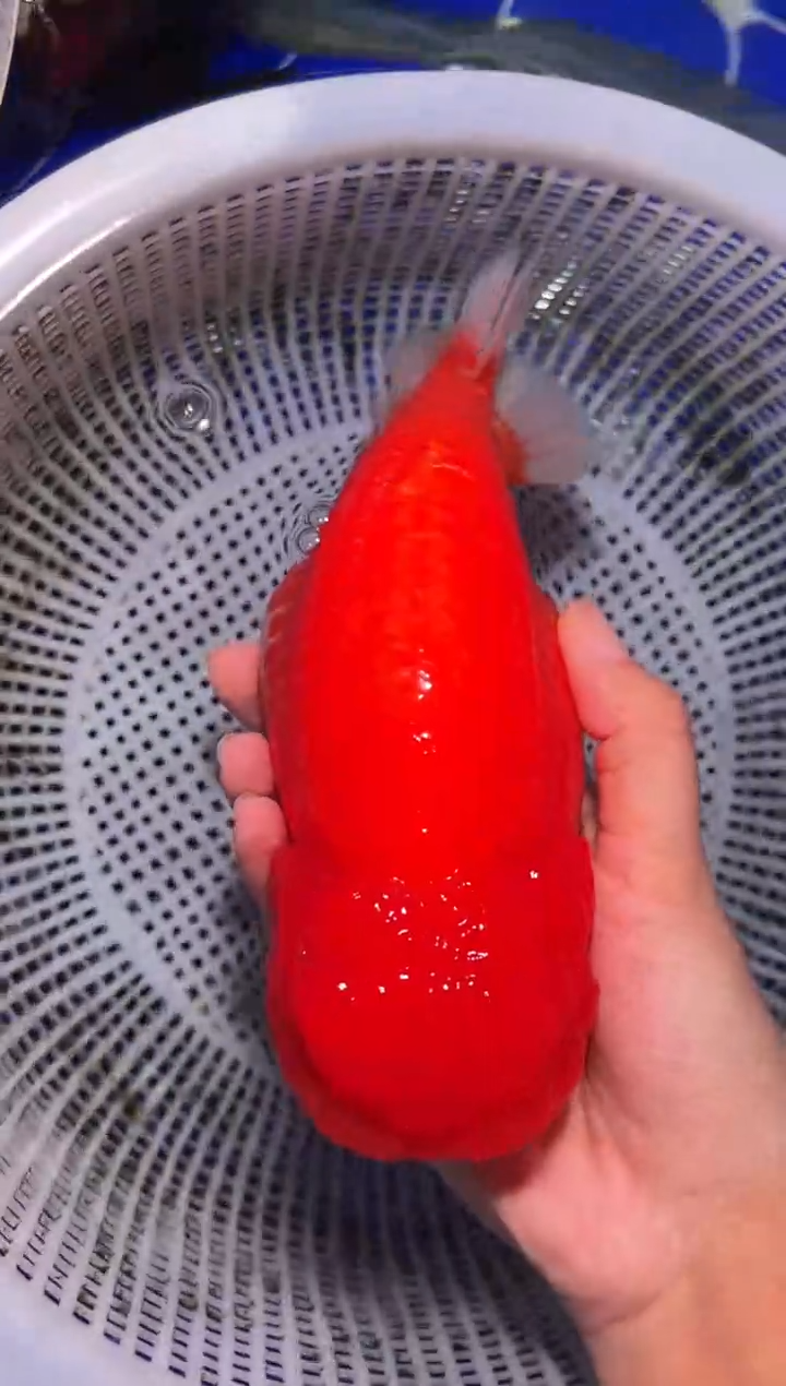 金鱼（运费自理，马印灯照射）福州追鱼兰寿金鱼
