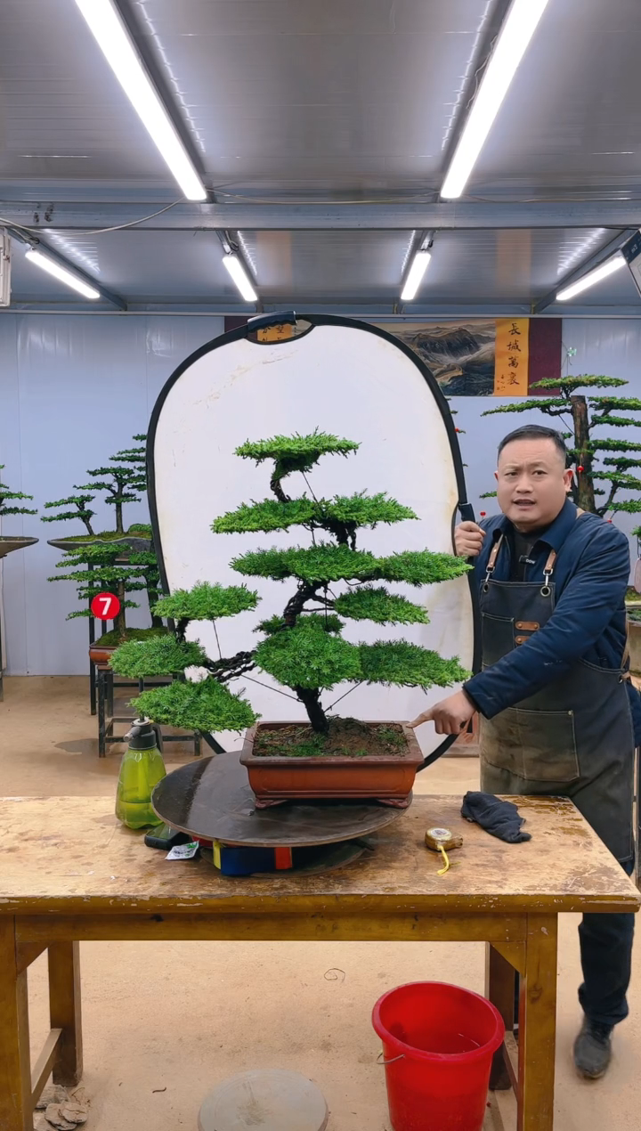 【闪购商品】精品盆景  一物一拍