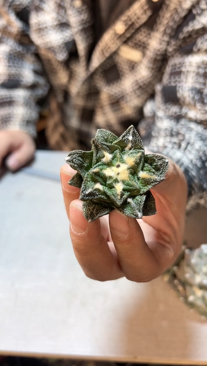 【闪购商品】自根辛盾牡丹4.5公分