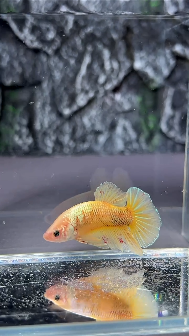 斗鱼竞拍链接A129