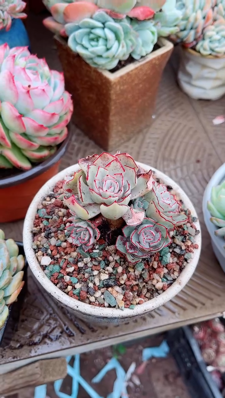 【闪购商品】07274