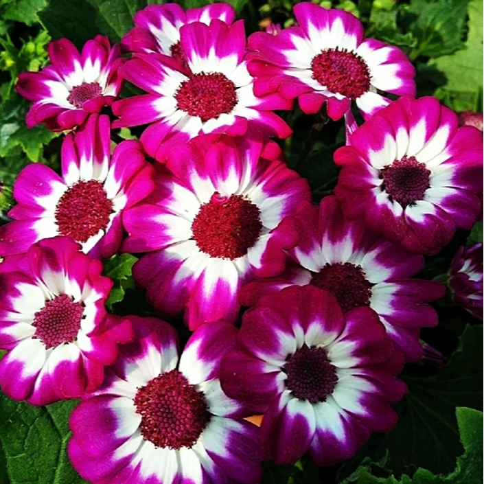 拍一发三【瓜叶菊】~盆栽庭院阳台爆花强花卉新手易养护