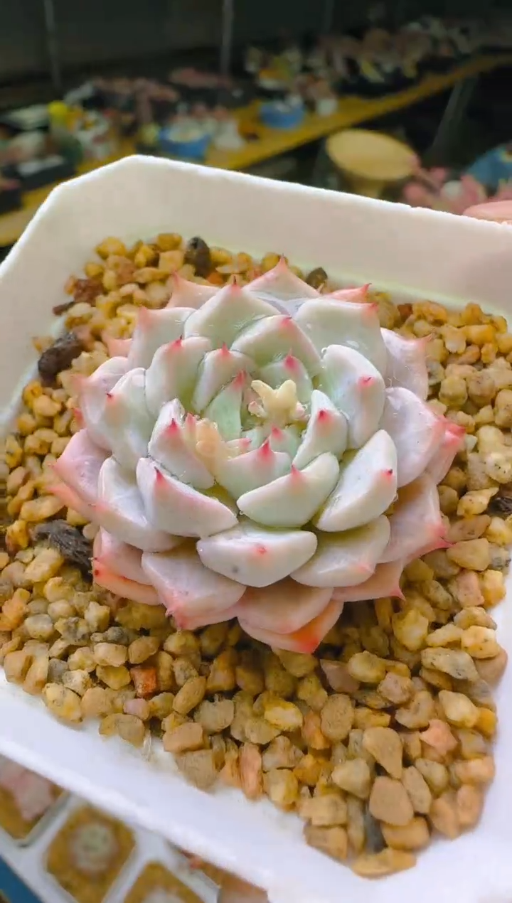 优—374—仙农（爪)