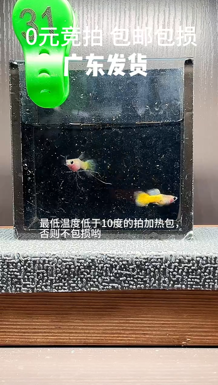 孔雀鱼黄金玻璃猫大C一对编号31