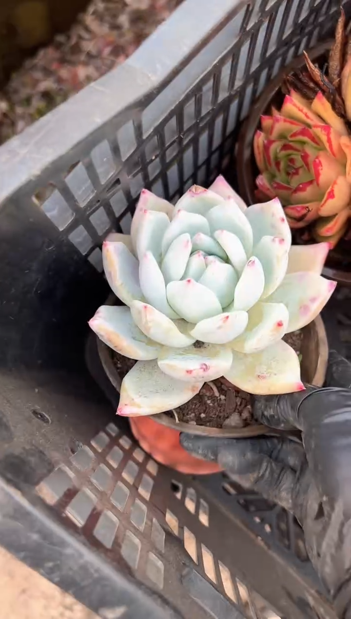 喜**华多肉植物一物一拍13353
