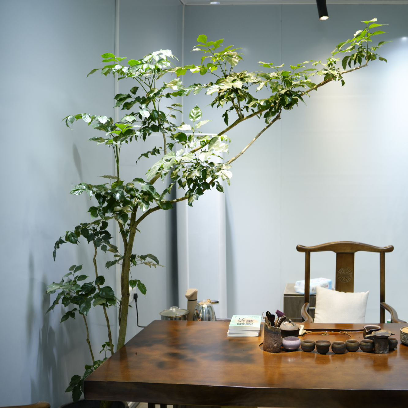 【沁春园】大型飘支幸福树盆栽幌伞枫室内客厅原生老桩植物