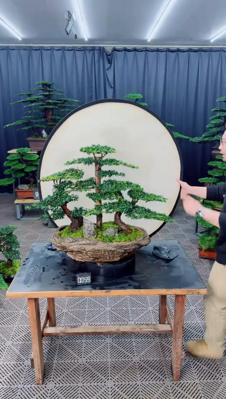 无花朵盆景......