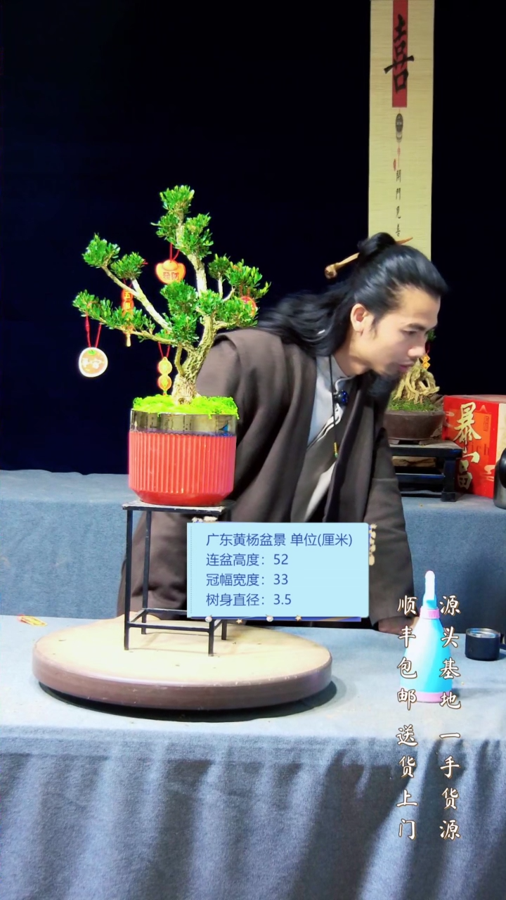 【闪购商品】黄杨盆景黄杨盆景