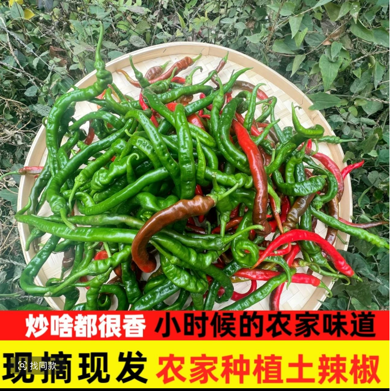 农村老百姓自产自销紫红新鲜辣椒