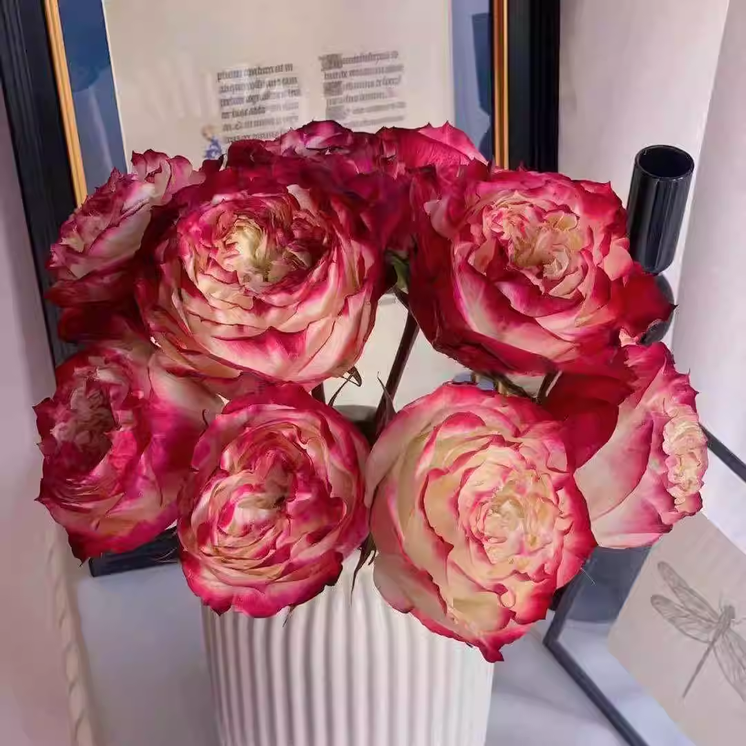 苹果杰克月季扦插花苗藤本欧月爬藤攀援植物花卉庭院花园四季玫瑰