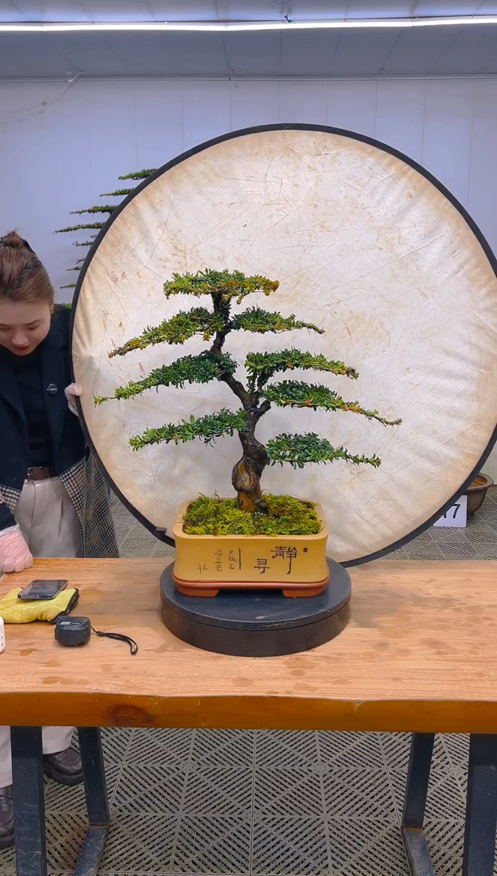 无花朵一物一拍一物一拍